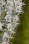 Osceola's plume <BR>Death camas <BR>Crow poison